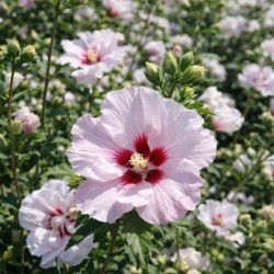Hibiscus syriacus CHINA...