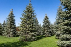 Abies concolor