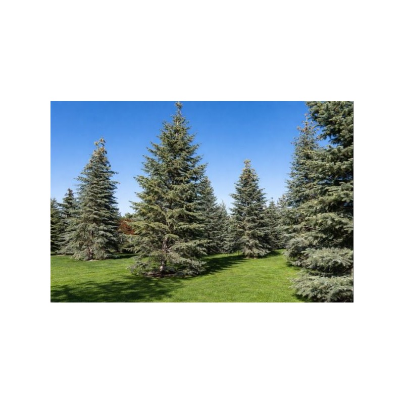 Abies concolor