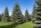 Abies concolor