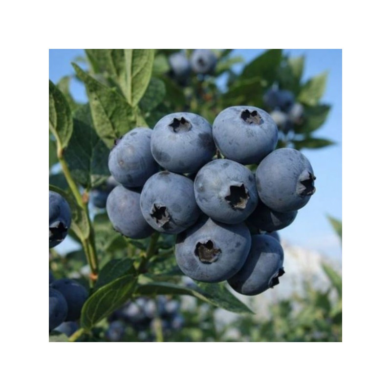 Vaccinium corymbosum 'Brigitta'