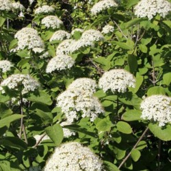 Viburnum lantana