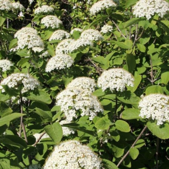 Viburnum lantana