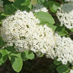 Viburnum lantana