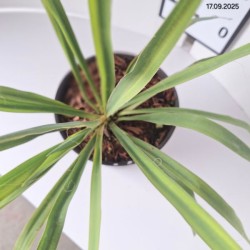 Yucca filamentosa