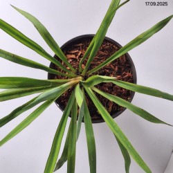 Yucca filamentosa
