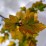 Physocarpus opulifolius 'Dart's Gold'