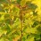Physocarpus opulifolius 'Dart's Gold'