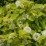Physocarpus opulifolius 'Dart's Gold'