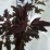 Physocarpus opulifolius LADY IN RED 'Tuilad' PBR