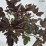 Physocarpus opulifolius LADY IN RED 'Tuilad' PBR
