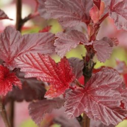 Physocarpus opulifolius LADY IN RED 'Tuilad' PBR