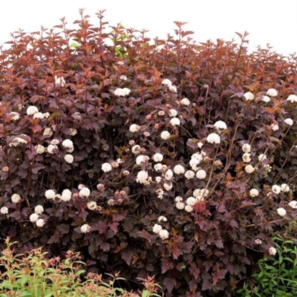 Physocarpus opulifolius 'Purple Horizon' PBR