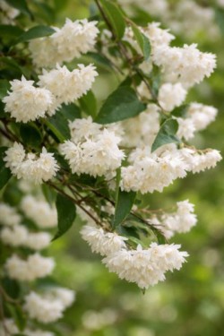 Deutzia crenata 'Pride of...