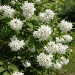 Deutzia scabra