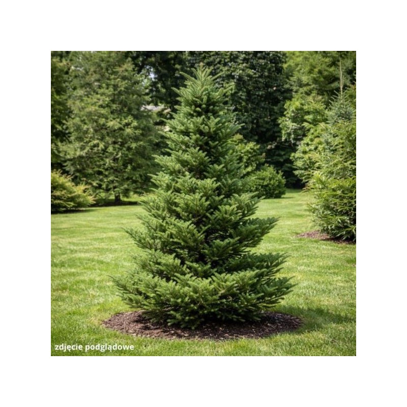 Abies alba 'Pyramidalis'