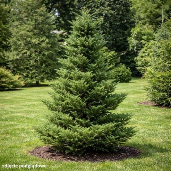 Abies alba 'Pyramidalis'