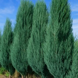 Juniperus scopulorum 'Blue...