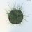 Festuca glauca 'Elijah Blue'