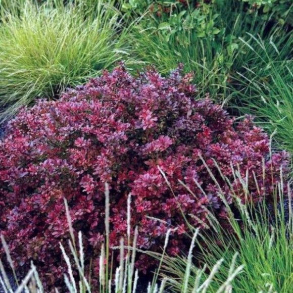 Berberis thunbergii 'Atropurpurea'