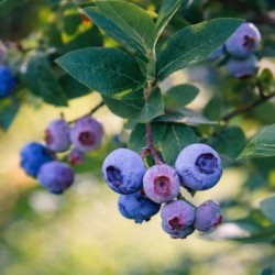 Vaccinium corymbosum...