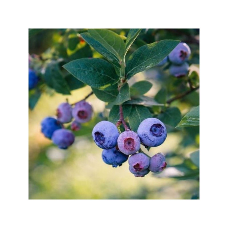 Vaccinium corymbosum 'Bluecrop'