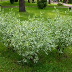 Cornus alba 'Elegantissima'
