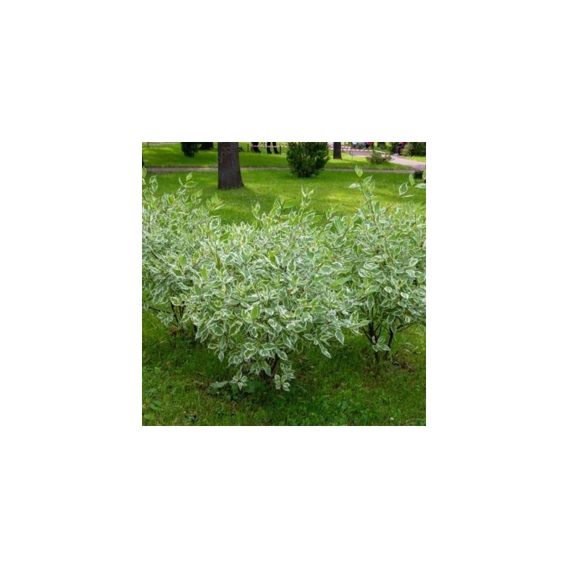 Cornus alba 'Elegantissima'