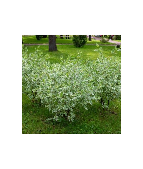 Cornus alba 'Elegantissima'