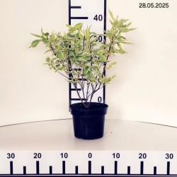 Cornus alba 'Elegantissima'