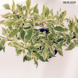 Cornus alba 'Elegantissima'