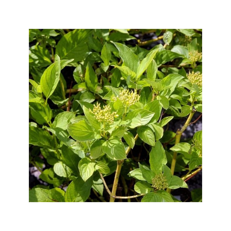 Cornus sericea 'Flaviramea'