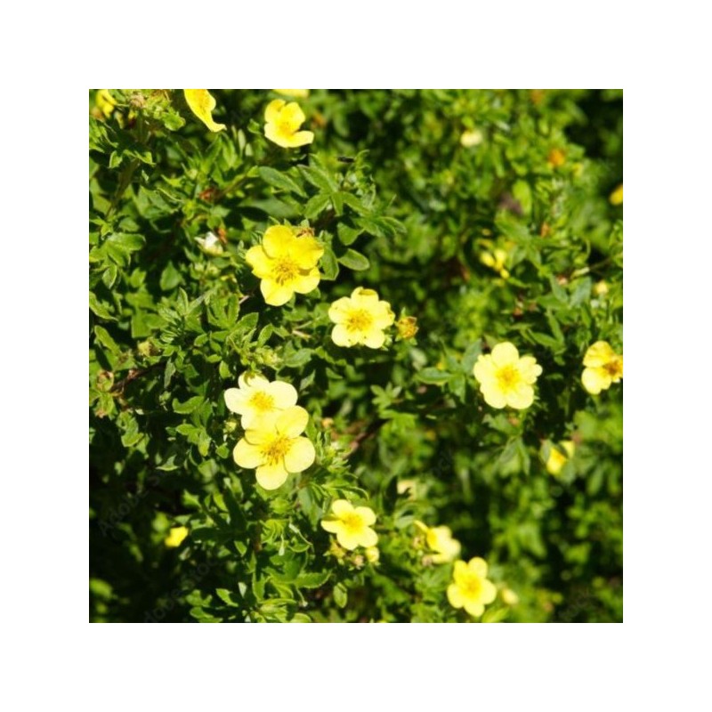 Potentilla fruticosa 'Goldfinger'