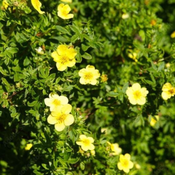 Potentilla fruticosa 'Goldfinger'