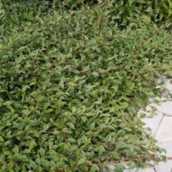 Cotoneaster salicifolius 'Parkteppich'