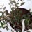 Cotoneaster salicifolius 'Parkteppich'