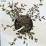 Cotoneaster salicifolius 'Parkteppich'