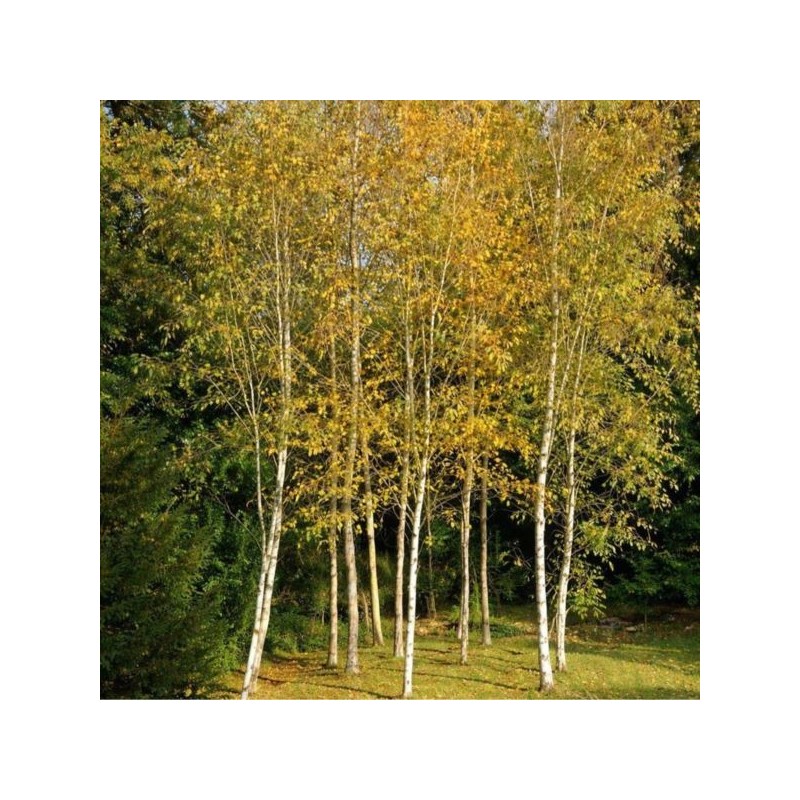 Betula pendula
