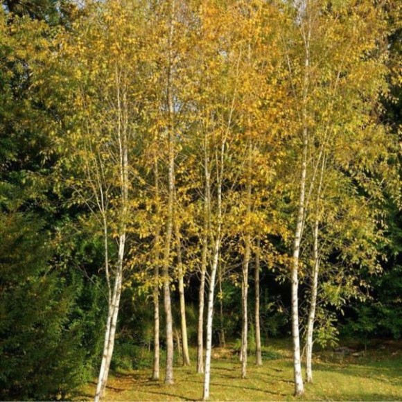 Betula pendula