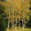 Betula pendula