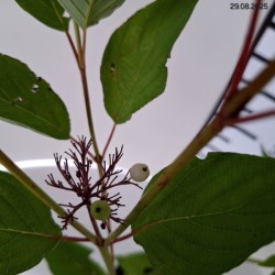 Cornus alba