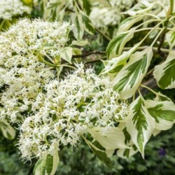 Cornus alba
