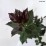Ilex ×meserveae HECKENBLAU 'Hach 1' PBR