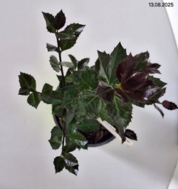 Ilex ×meserveae HECKENBLAU 'Hach 1' PBR