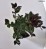Ilex ×meserveae HECKENBLAU 'Hach 1' PBR