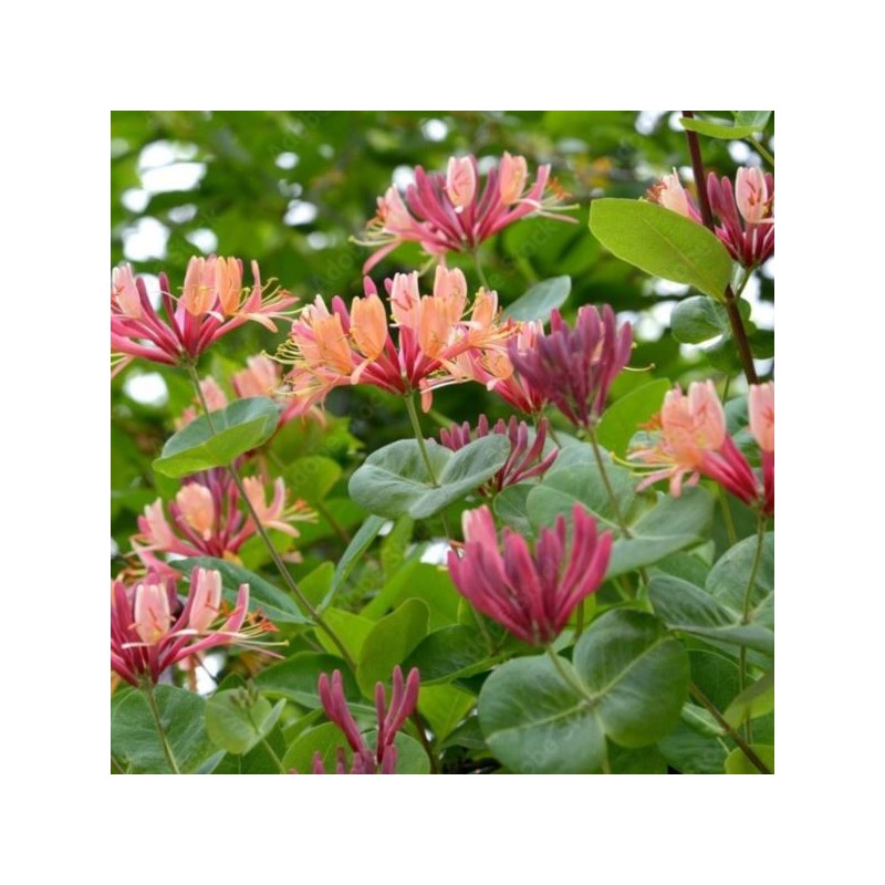 Lonicera ×heckrottii 'American Beauty'