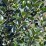 Ilex ×meserveae 'Heckenstar' PBR