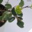 Ilex ×meserveae 'Heckenstar' PBR