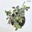 Ilex ×meserveae 'Heckenstar' PBR