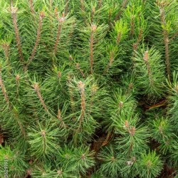 Pinus mugo subsp. mugo